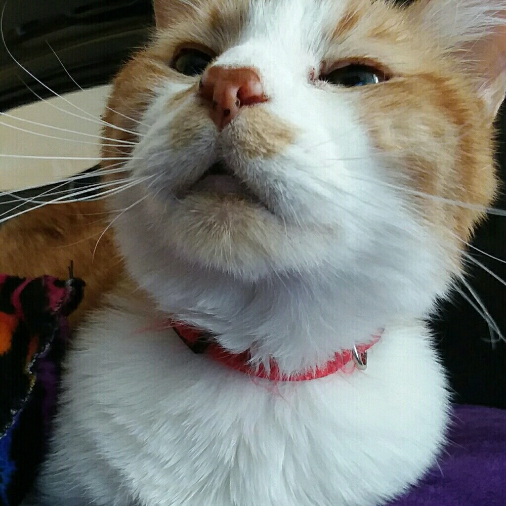 Meet your Posher, Gina